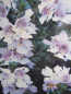 Preview: Prostanthera cuneata - Gebirgsbuschminze - Australische Minze - 30-40cm